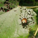 Japanese beetle emerging in crop fields