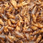 Global edible insect market is growing