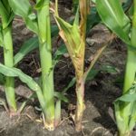 Agronomist says all Midwest corn farmers should be scouting for Crown Rot