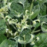 Two groups sue over EPA dicamba approval, again