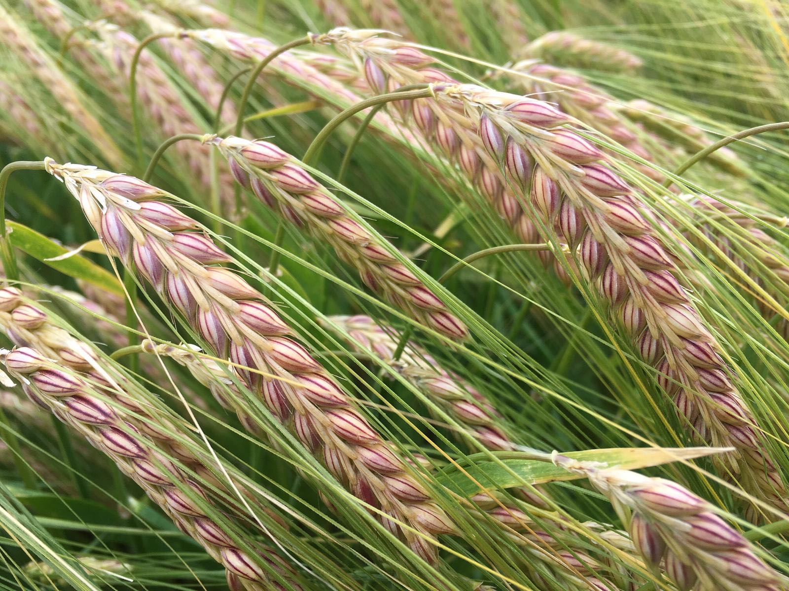 Opportunities increase for winter malting barley - Brownfield Ag News.