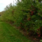 U.S. apple crop forecast 4% higher
