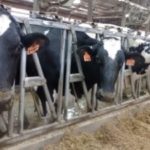 All-milk price, dairy cattle prices up in July