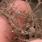 Consider SCN when selecting cover crop seed