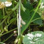 Minnesota soy farmer surprised by white mold pressure