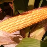 Iowa corn is 74 percent dented