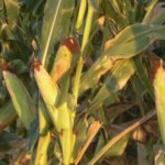 Nebraska corn is 19% mature