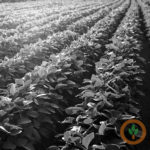 Arkansas crops: 95% cotton and 93% soybeans harvested