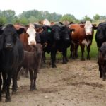 RCALF-USA applauds APHIS decision to hold off on RFID cattle tags