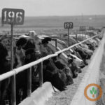 Iowa cattle producers want increased market transparency