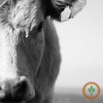 Cattle, hogs lower on profit-taking