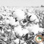 Tennessee crops: 79% cotton and 85% soybeans harvested