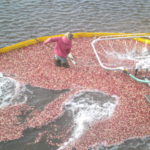 Wisconsin cranberry board set, corn board accepting nominations