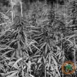 Ag bankers takes cautious approach to industrial hemp