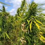 USDA approves state, tribal hemp plans, not all states like Federal rule