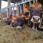 Dairy groups applaud USMCA announcement