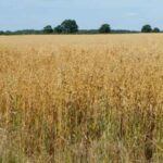 U.S. oat production up sharply