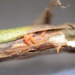 Soybean gall midge a tough pest to manage