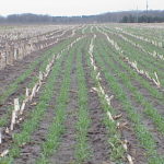 Wisconsin’s sign-up for cover crop rebates starts Monday