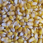 Why Mexico’s GMO corn ban matters