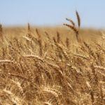 Fayette County farmer wins Illinois winter wheat yield contest