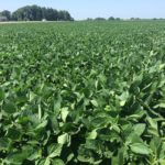 Ohio farmer says he’s busy replanting soybeans