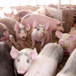 Ag industry expresses Prop 12 frustrations
