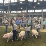 MO State Fair swine exhibitor has sights on champion