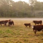 Carbon sequestration opportunities for cattle producers