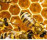 Wisconsin honey production jumps 48%