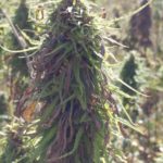 Wisconsin ending hemp pilot, joining federal hemp program