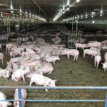 U.S. hog inventory falls 4%