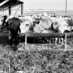 Better understanding of a cattle contract library