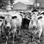 Tighter cattle supplies are providing a bump in prices