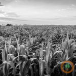 Possible USDA estimated corn acreage drop coming