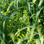 Iowa farmers can apply for cover crop insurance discount