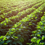 Nebraska farmer likely to adjust crop rotation with high input costs
