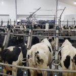 Carousel milking parlor alleviates labor issues for Illinois dairy farmer