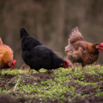 Avian influenza detected in non-commercial poultry flock in northern Indiana