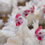 First HPAI case found in a poultry flock in Nebraska