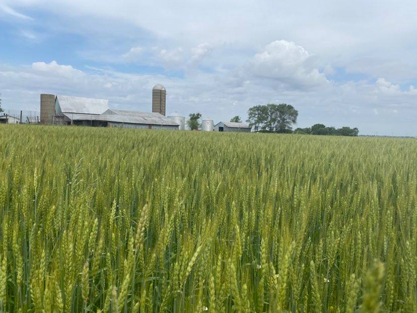 Illinois land values jump 26 in 2021 Brownfield Ag News