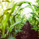 Agronomist encourages farmers to continue scouting fields  