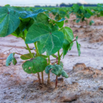 Tennessee farmers have 60% of soybeans and 85% cotton planted
