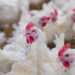 Cleanup continues at Wisconsin avian influenza site