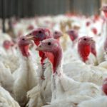 8 million turkeys lost to HPAI so far in 2022