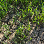 Additional Illinois counties eligible for drought assistance