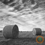 USDA sees slightly bigger hay harvest