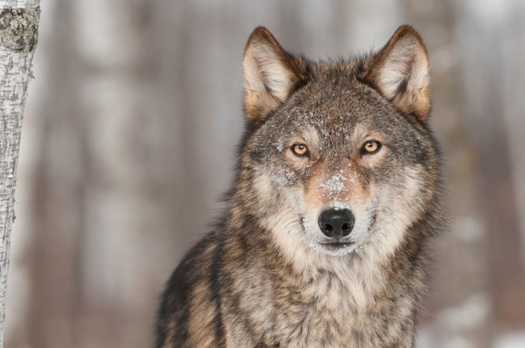 New legislation attempts to remove wolves from Endangered Species List -  Brownfield Ag News