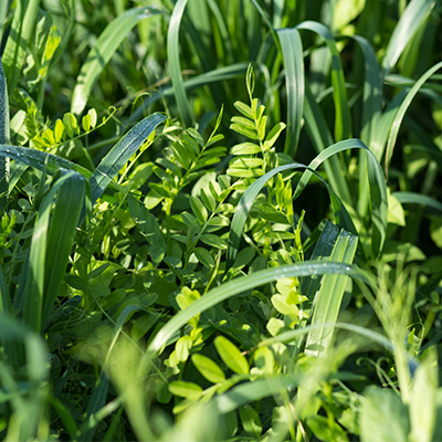 Cover-Crops