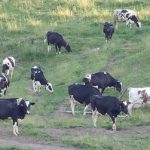 New Zealand challenges Canadian dairy trade practices